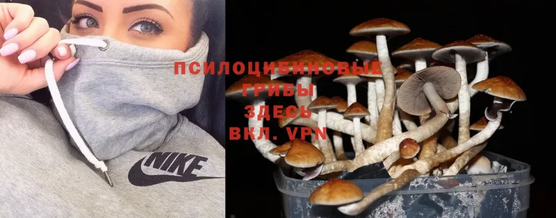 Галлюциногенные грибы Psilocybe  Нижнеудинск 